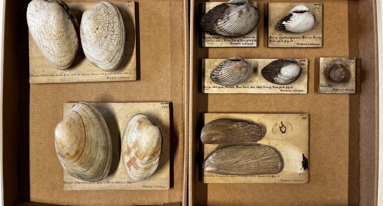 Foto conchiglie Vidua