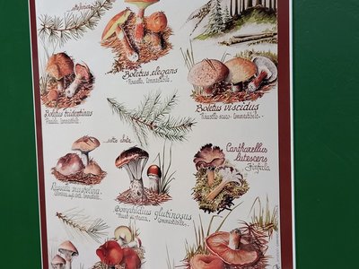 Pannello illustrativo di esempi di funghi simbionti con le conifere