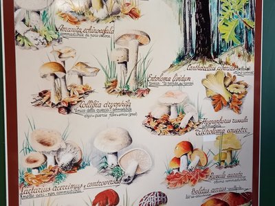 Pannello illustrativo di esempi di funghi simbionti con le querce