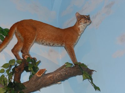 Gatto dorato di Temminck. Sala Lo Zoo di Salgari della fauna indocinese