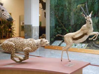 Ghepardo che insegue una gazzella. Salone della fauna afrotropicale