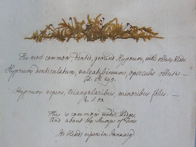 Hypnum denticulatum, vulgatissimum, operculis obtusis. Esemplare agglutinato con notazioni autografe. Collezione Sir John Hill (1716 - 1775) - TO - Cryptogamia