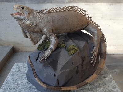 Iguana