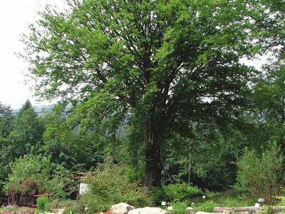Il faggio secolare che domina l’ingresso del Giardino Botanico di Oropa