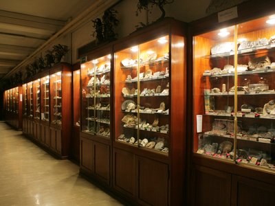 Sezione naturalistica. Il corridoio con esposizione delle collezioni paleontologiche