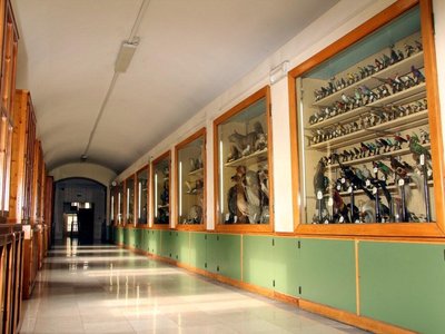 Sezione naturalistica. Il corridoio con esposizione delle collezioni zoologiche