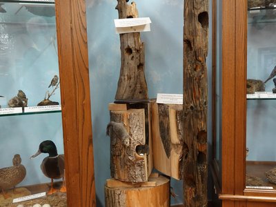 Il picchio e il ghiro nelle cavità dell'albero