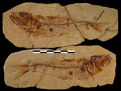 Impronta e controimpronta del pesce <i>Alosa elongata</i> | Messiniano inferiore | Roddi (CN)