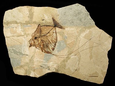 Ittiolite (pesce fossile) Mene rhombea. Eocene, Luteziano. Storica cava del Monte Bolca, Verona, Italia. Foto di Gualtiero Accornero
