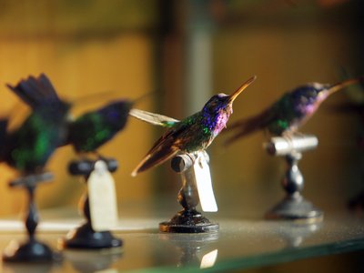Sezione naturalistica. La Collezione di colibrì