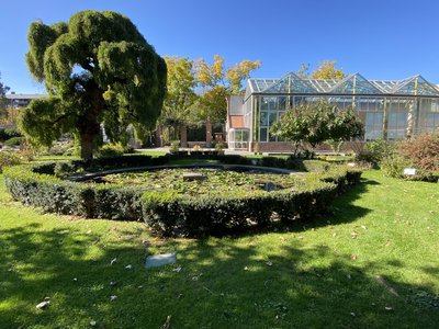 La storica Sophora japonica. Orto Botanico di Torino. Foto di Loïc Maurice Mingozzi