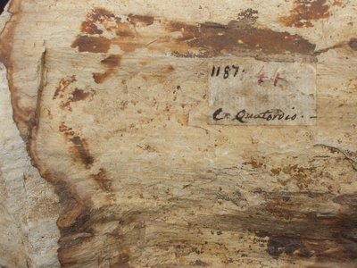 Legno silicizzato. Terziario. Quattordio (AL). Ex collezione Carlo Allioni, con etichetta originale compilata da Carlo Allioni. Foto di Vittorio Pane.