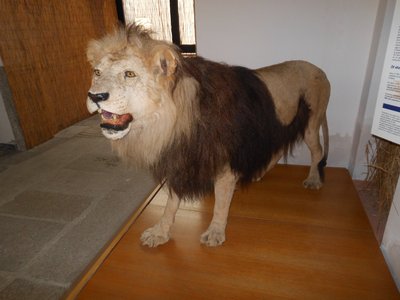 Leone berbero. Salone della fauna afrotropicale