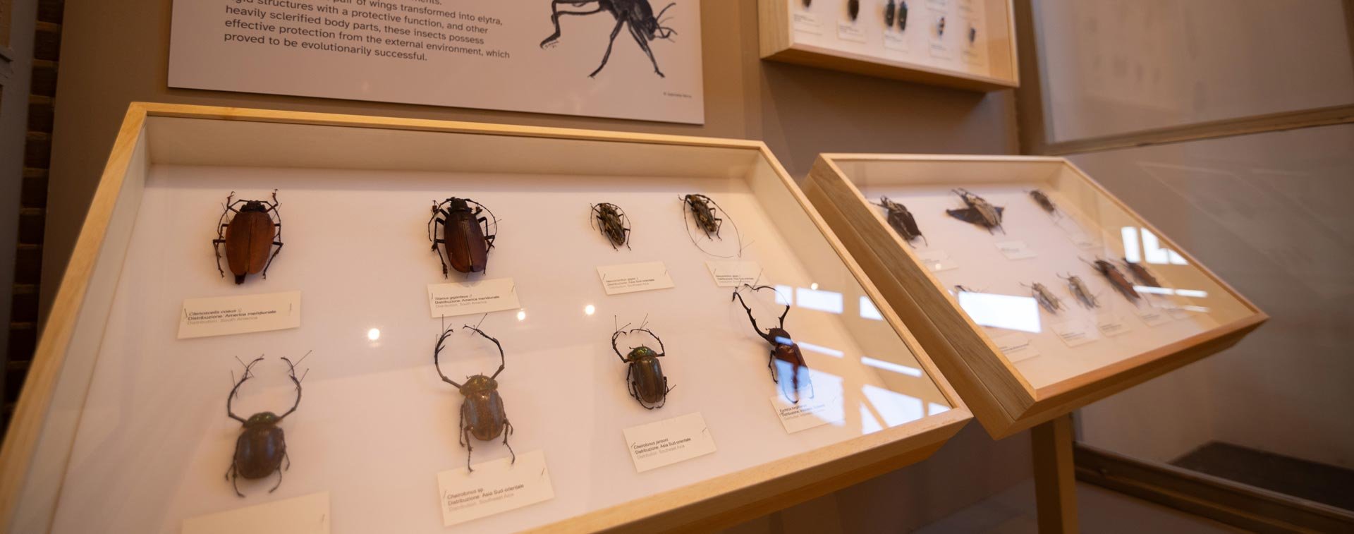 La sezione di Entomologia del Museo Regionale di Scienze Naturali di Torino