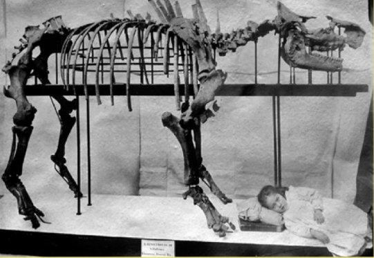 Immagine d'epoca dello scheletro di rinoceronte ritrovato