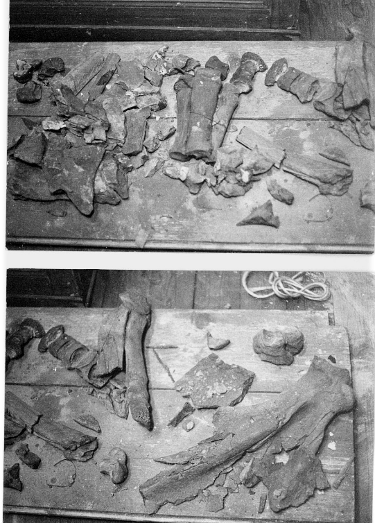 Resti dello scheletro di rinoceronte successivi ai bombardamenti del 1942 e 1943