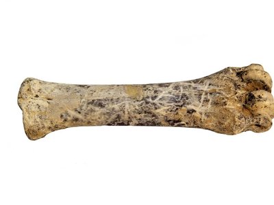 Metacarpo di cervo (Capra ibex) con tracce di macellazione | Grotta della Ciota Ciara, Monte Fenera, Piemonte, Italia | Foto di Paolo Siccardi