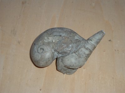 Modelli interni di gasteropode. Paleogene. Italia