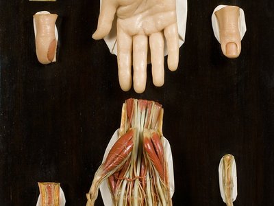 Modello in cera di mano