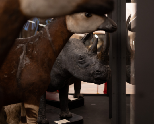 Dettaglio di Rinoceronte esposto presso il Museo, foto di Simone Benso