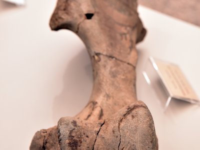 Omero di Stephanorhinus