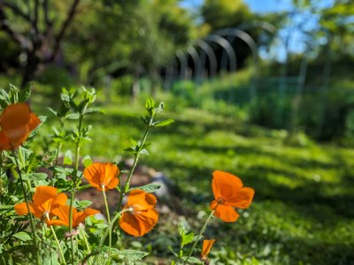 Orto didattico. Cuneo. Archivio Parco fluviale Gesso e Stura