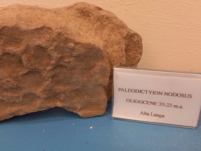 Paleodictyon nodosum. Oligocene 35-23 milioni di anni fa. Alta Langa