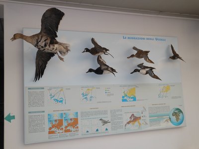 Pannello dedicato alle migrazioni degli uccelli