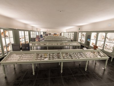 Panoramica del salone naturalistico | foto di Andrea Macchia
