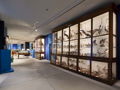 Panoramica delle collezioni naturalistiche