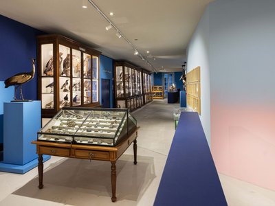 Panoramica delle collezioni naturalistiche