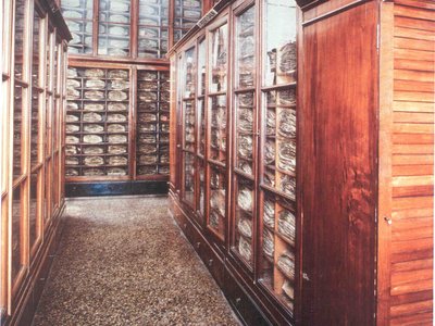 Particolare degli armadi dove sono conservate le collezioni