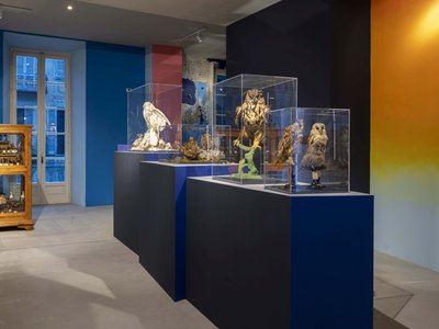 Particolare della Collezione ornitologica