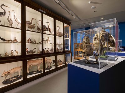 Particolare della Collezione ornitologica
