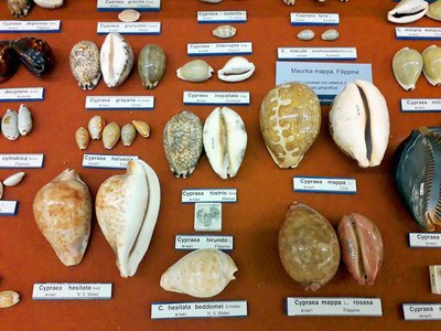 Particolare di una delle vetrine di malacologia con esemplari di Cipree. Foto di Gualtiero Accornero