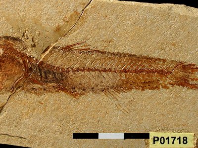 Pesce di profondità <i>Lampanyctus licatae</i> | Messiniano inferiore | Roddi (CN) | In questa ittiolite si riconoscono i fotofori, come punti scuri, e l'otolite biancastra, situata dietro l'orbita oculare