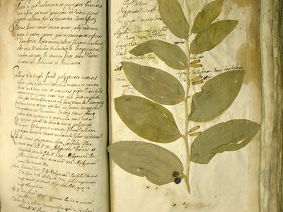 Polygonatum officinale All.. Agglutinato con notazioni autografe. Collezione Lorenzo Terraneo (1677 - 1714) - TO