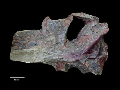 Porzione destra del neurocranio del cetaceo misticete <i>Albacetus salvifactus</i> | Circa 8,5 milioni di anni fa, nel Tortoniano superiore | Alba (CN)