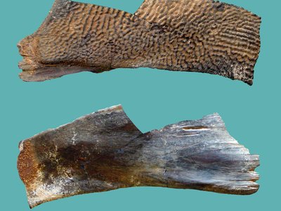 Porzione lunga circa 10 cm del piastrone di <i>Trionix cf. pliopedemontanus</i>, testuggine palustre