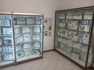 Quarta sala: invertebrati