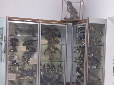 Quinta sala: ornitologia