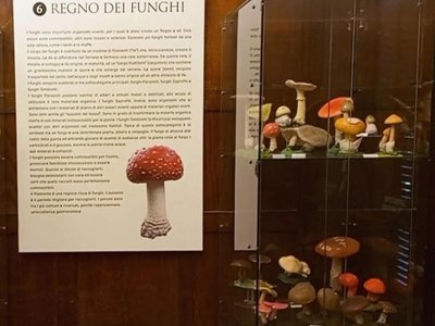 Regno dei funghi