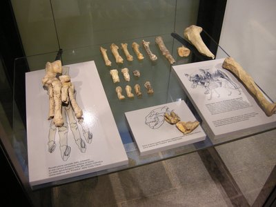 Resti di leone delle caverne, con la ricostruzione parziale della zampa posteriore sinistra di un individuo adulto