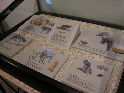 Resti fossili di mammiferi