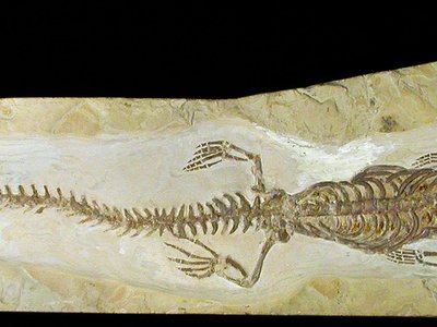 Rettile Mesosaurus brasiliensis. Permiano. Bacino del Paranà, Brasile. Foto di Gualtiero Accornero