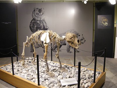 Ricomposizione di Ursus spelaeus | Assemblaggio di ritrovamenti provenienti dalle Grotte del Monte Fenera