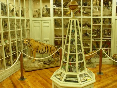 Sala antica con collezioni ornitologiche