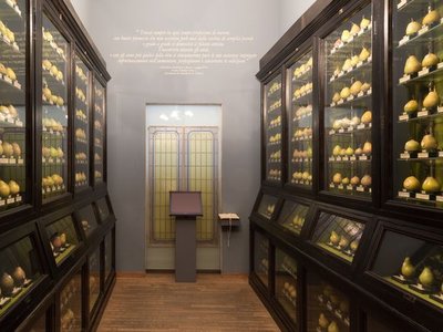 Sala della Collezione pomologica