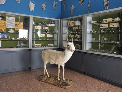 Sala invertebrati con saiga