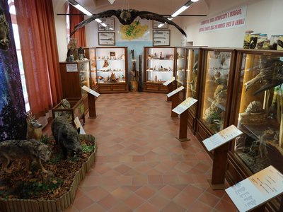 Sala naturalistica con diorami